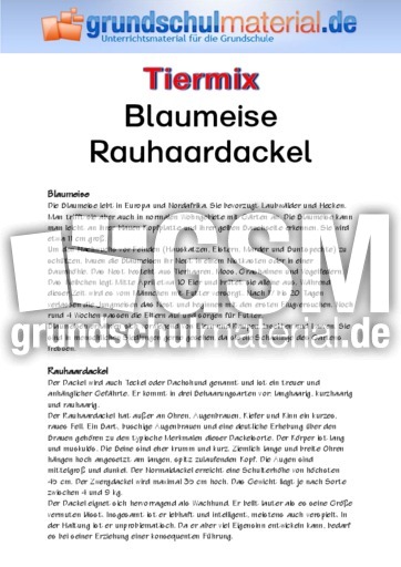 Blaumeise - Rauhaardackel.pdf